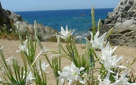 Giglio di mare